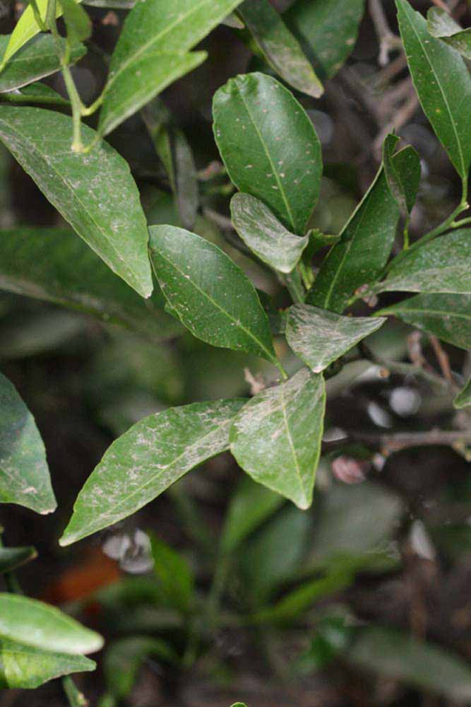              Shade leaves (Riverside, CA)       